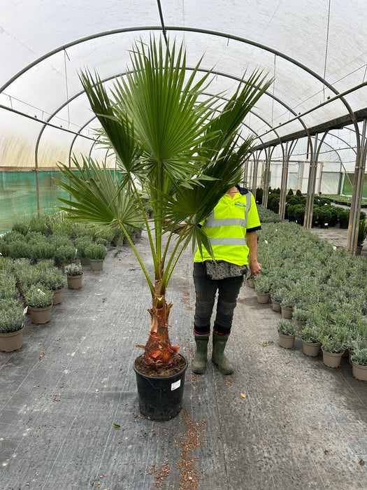 Washingtonia Robusta 25 Litre Pot