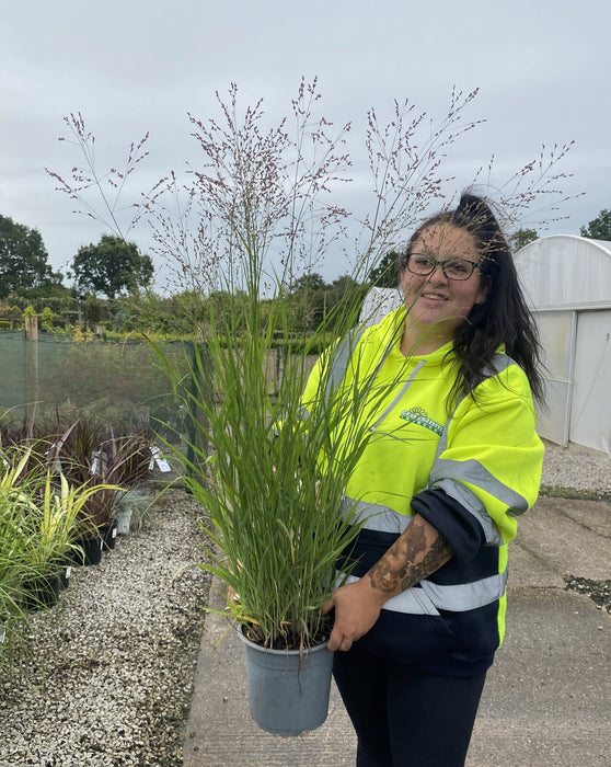 Panicum virgatum Heiliger Hain 4.5 Litre