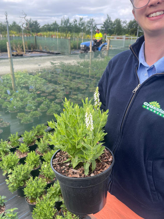 Salvia Sensation Compact White 3 Litre Pot