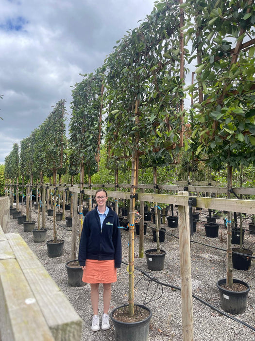 Photinia Red Robin Pleached Standard 180cm Trunk 150cm x 150cm Frame