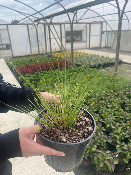 Stipa Gigantia - Giant Golden Oat 3 Litre Pot