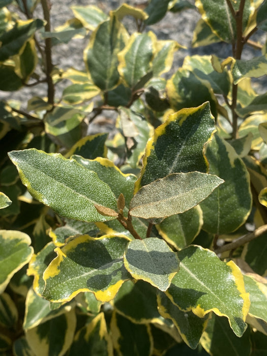 Elaeagnus x Vivileg Pleached Wall Frame 45 Litre Pot 120x70