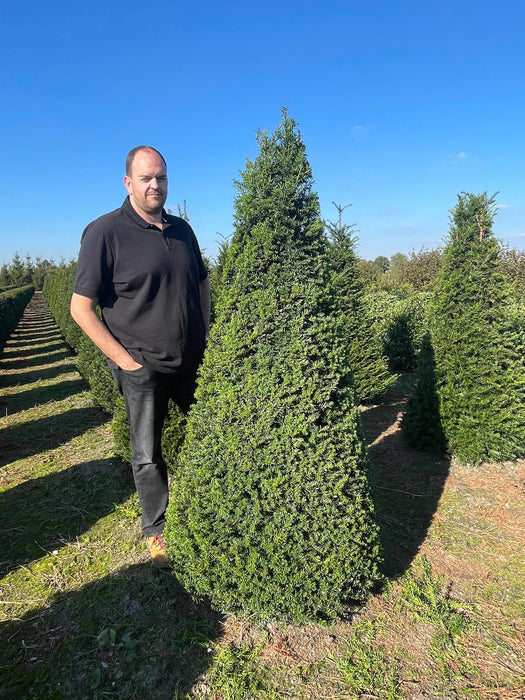 Yew Cone - Taxus Baccata Root Ball 175/200cm Dug To Order