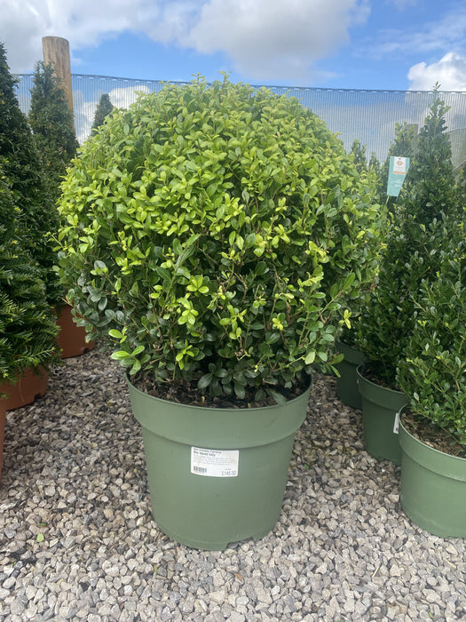 Ilex Crenata Caroline Ball 15 Litre Pot 50/55cm