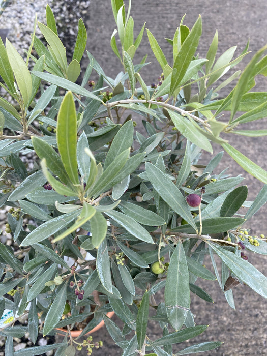 Olea Europea / Olive Tree Mini Standard Spiral 3 Litre Pot