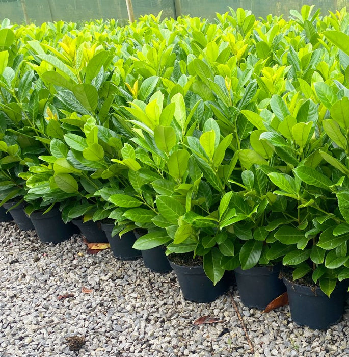 Laurel Hedging, Cherry Laurel 3 Litre 60/70cm