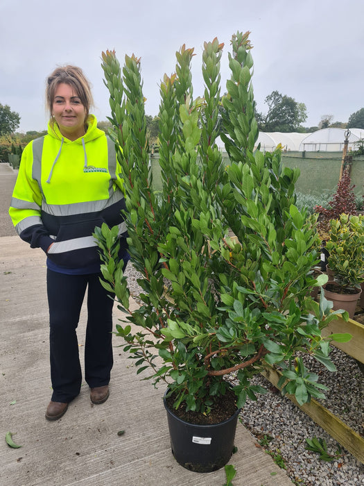 Arbutus Unedo 20 Litre Pot 155cm Tall