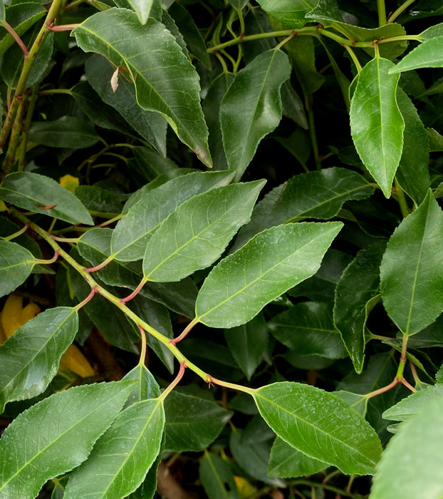 Portuguese Laurel Hedging 9cm Pot