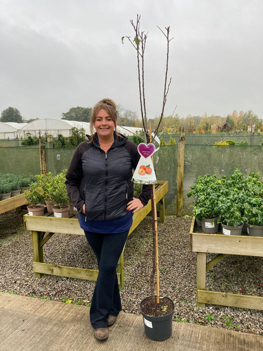 Plum Prunus Dom. Victoria 7.5 Litre Pot Half Standard