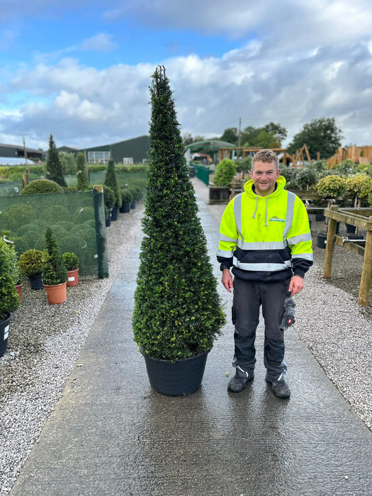 Yew Cone - Taxus Baccata 160-170cm