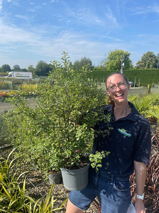 Pittosporum County Park Green 5 Litre Pot