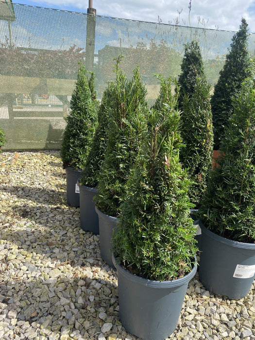 Yew Cone 5 Litre Pot 40-50cm