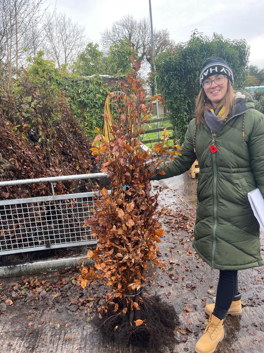 Beech Hedging Green 125-150cm Bare Root Next Delivery January