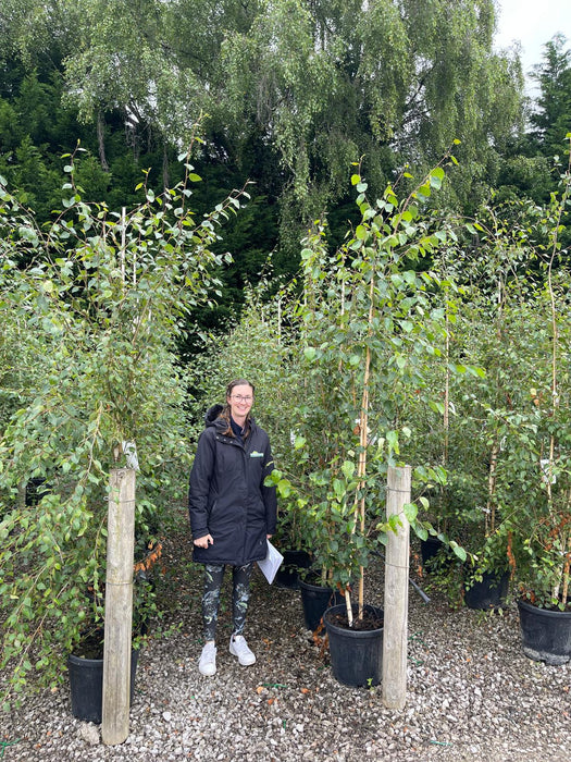 Betula Utilis Jacquemontii 30 Litre Pot