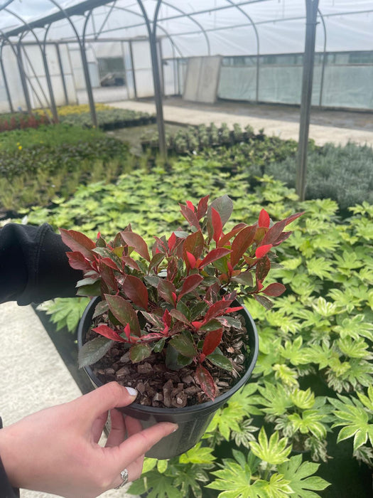 Photinia Little Fenna - Dwarf Photinia 3 Litre