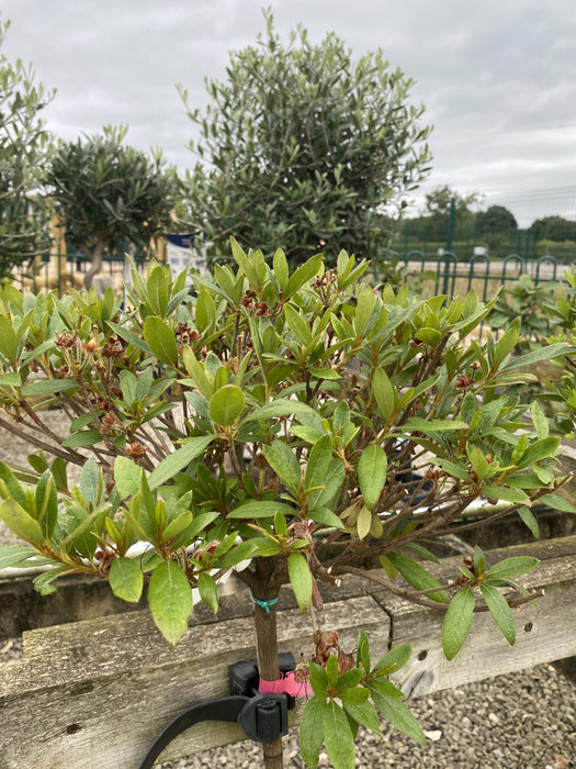 Azalea Jap. Red 9 Litre Pot 1/2 Standard