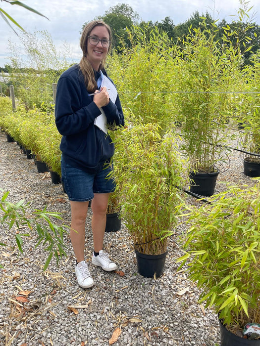 Bamboo Fargesia Ruffa 7.5 Litre Pot