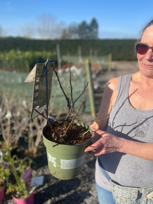 Ficus Lucky Berry 4.5 Litre Pot