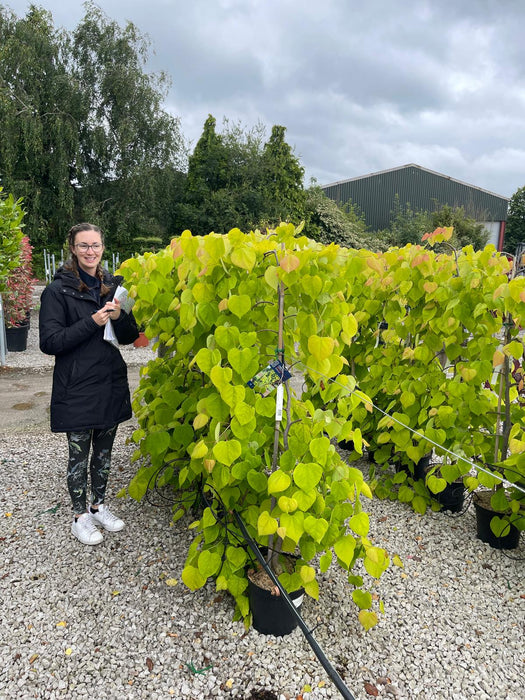 Cercis canadensis Golden Falls 10 Litre Pot