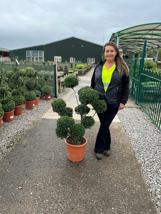 Ilex Crenata Glorie Gem Pom Pom 18 litre Pot