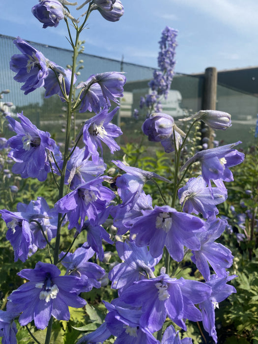 Delphinium Lavender 3 Litre Pot