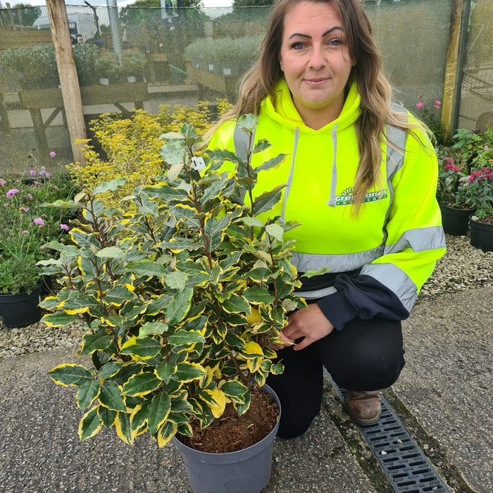 Elaeagnus x Vivileg 7.5 Litre Pot