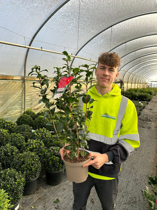 Camellia Japonica Tom Knudsen 3 Litre Pot