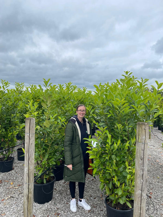 Laurel Hedging 25/30 Litre Pot 170/190cm