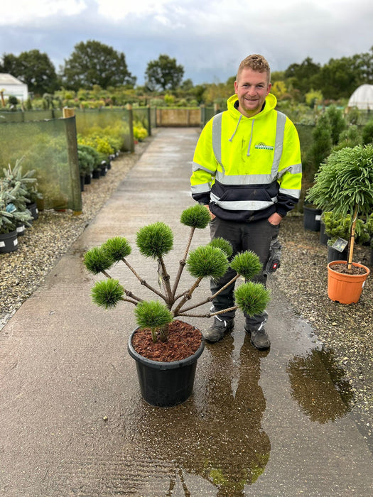 Pinus Nigra Brepo Bonsai 35 Litre Pot