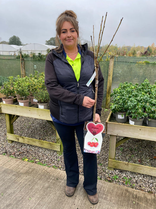 Cherry Sunburst 5 Litre Pot Patio Fruit