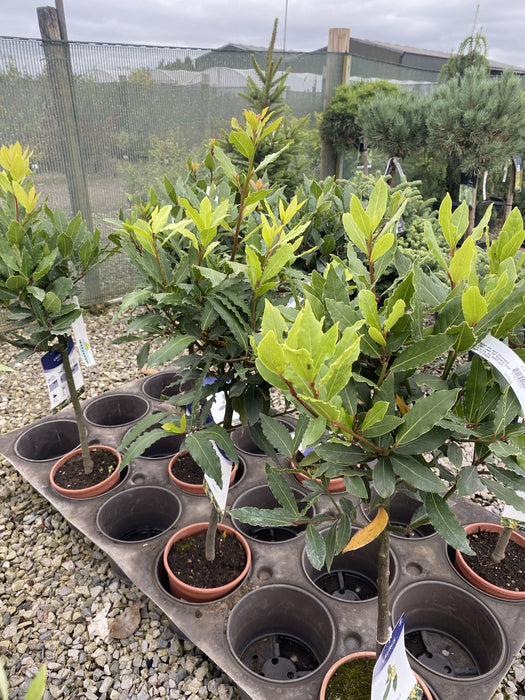 Laurus Nobilis Mini Standard 2 Litre Pot