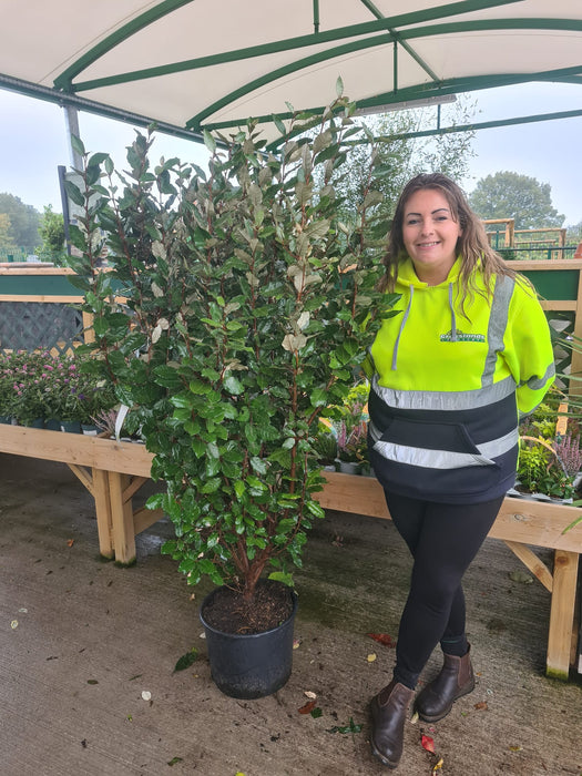 Elaeagnus x Ebbingei 20 Litre Pot 140/150cm