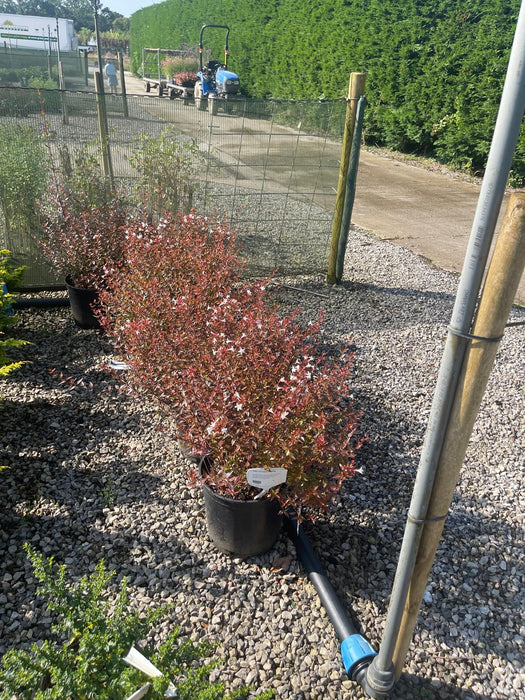 Abelia gran. Prostrata 10 Litre Pot