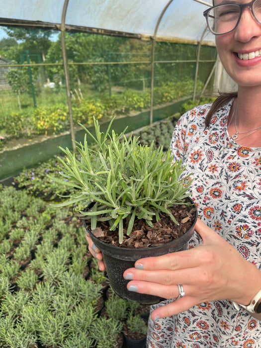 Lavender Angustifolia Munstead 1.5 Litre Pot