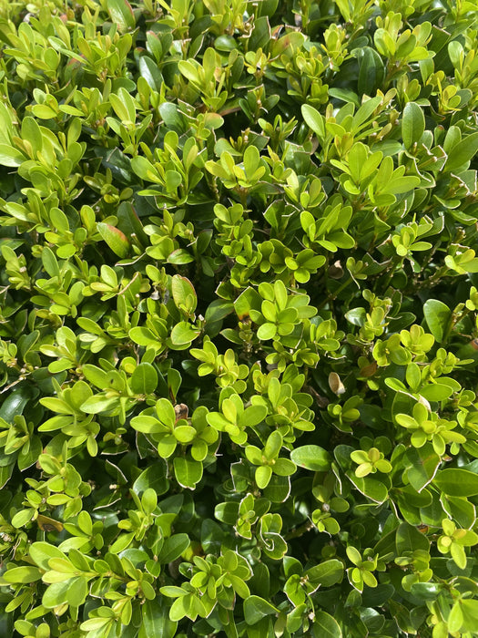 Buxus Sempervirens Ball 20 Litre Pot 50cm wide