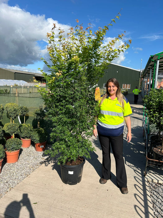 Acer palmatum Orange Dream 35 Litre Pot