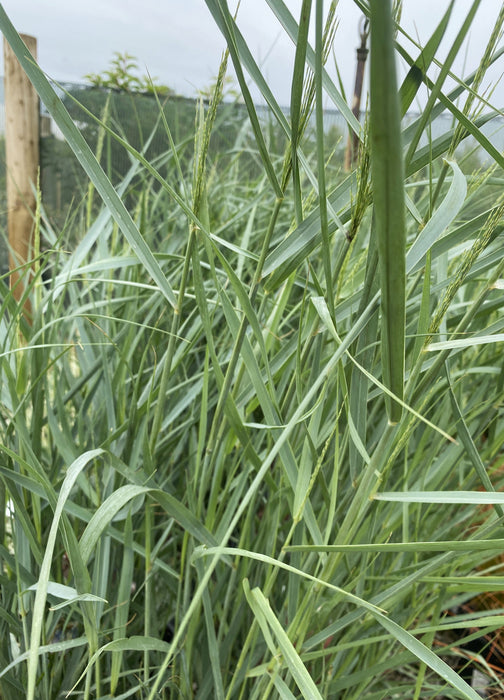 Panicum virgatum Prairie Sky 4.5 Litre