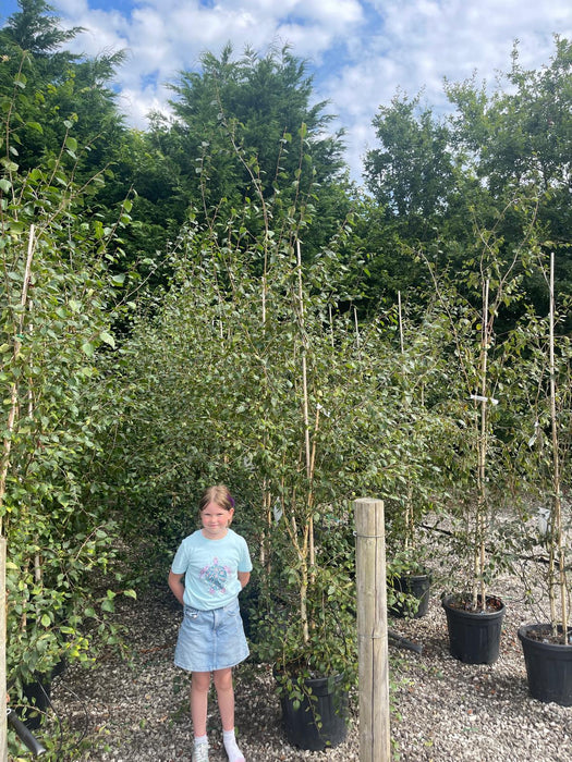 Betula Utilis Jacquemontii 30 Litre Pot