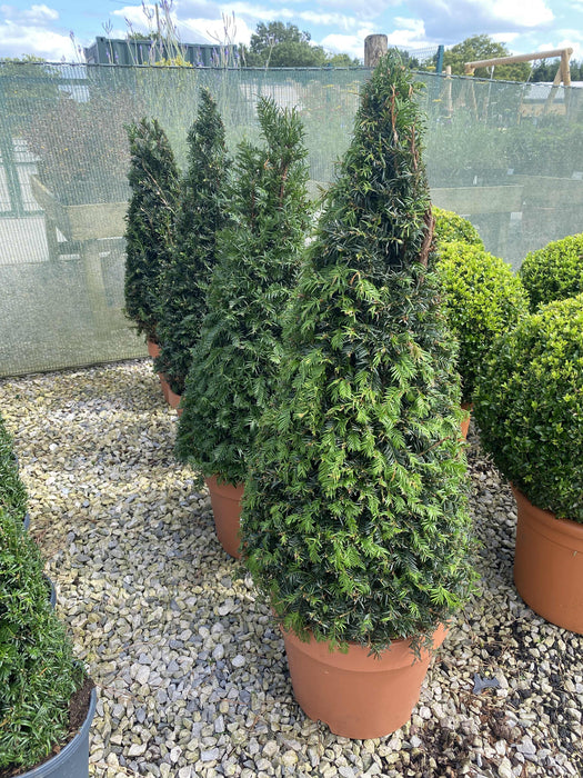 Yew Cone 12 Litre Pot 80/90cm