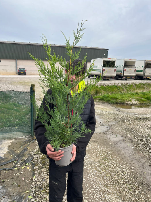 Green Leylandii Hedging 2.5 Litre Pot 80-90cm