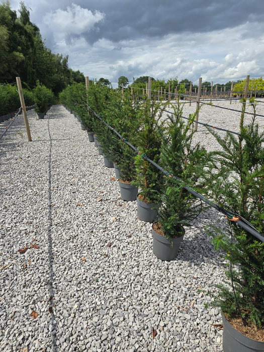 Yew Hedging  12 Litre Potted 80/100cm