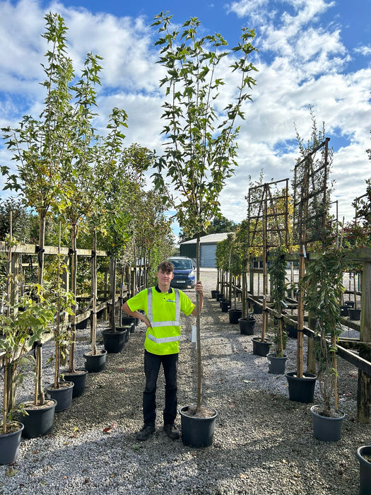 Acer Platanoides Drummondii 25 Litre Pot