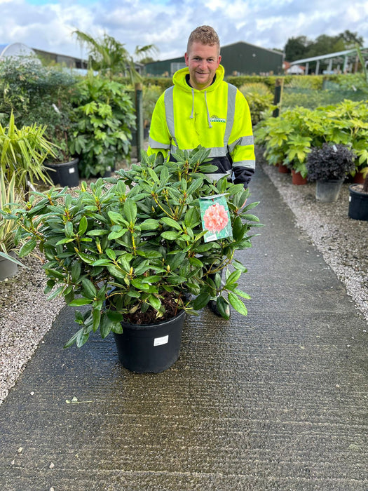 Rhododendron Hybrid Virginia Richard 40 Litre Pot Super Specimen