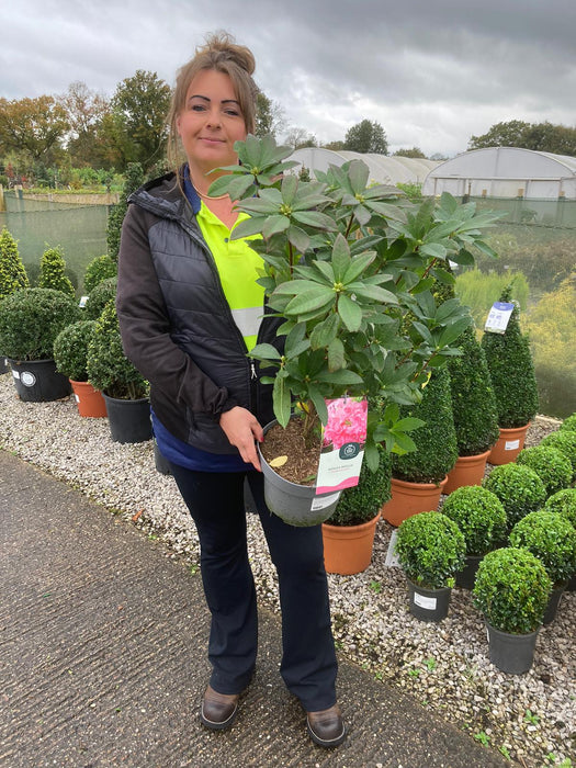 Azalea Knaphill Homebush 5 Litre Pot