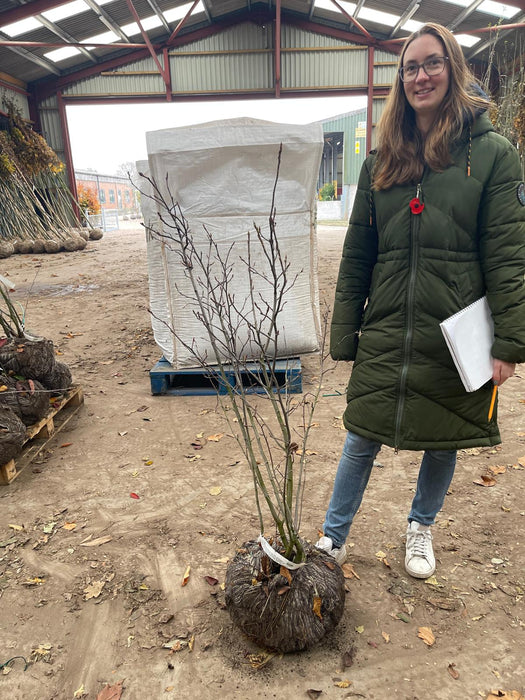 Amelanchier Lamarckii Rootballed Multi Stem 100/125cm