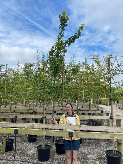 Malus Street Parade Standard 6/8cm Girth 35 Litre Pot