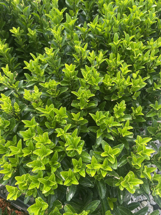 Euonymus Jap. Green Spire  X 6 Plant Pack