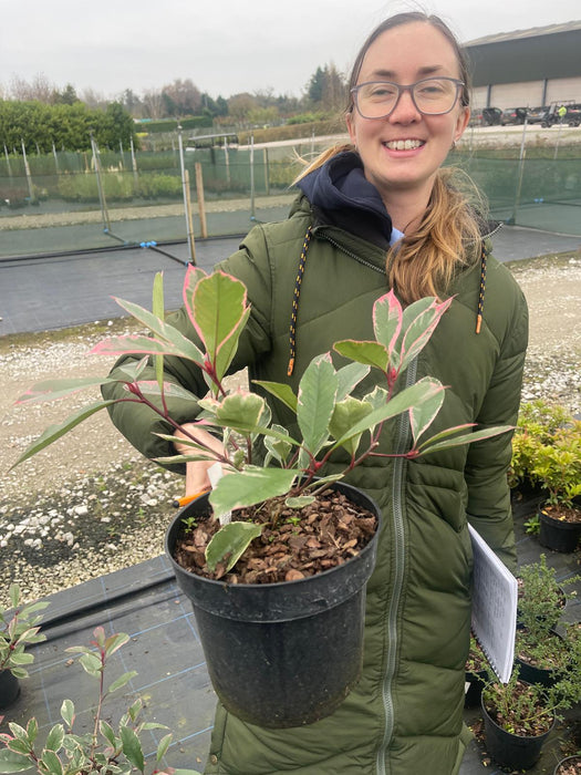 Photinia Louise 3 Litre Pot