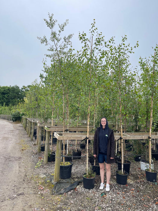 Betula Utilis Jacquemontii 6/8cm Girth 15 Litre Pot