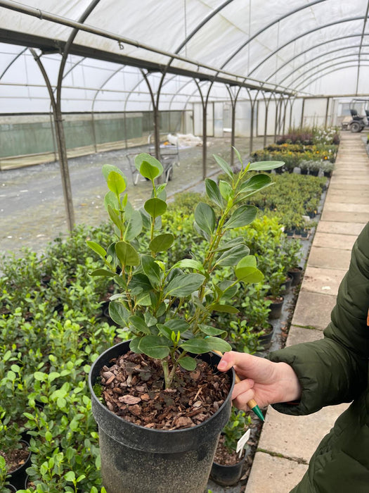 Griselinia Green Horizon 3 Litre Pot